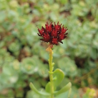Rhodiola integrifolia subsp. atropurpurea